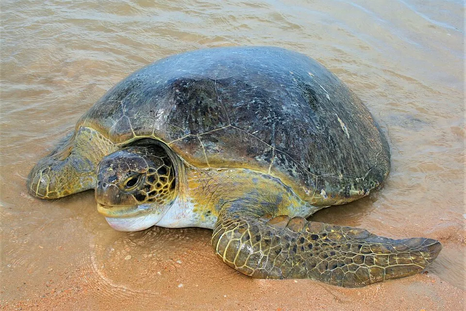 green sea turtle