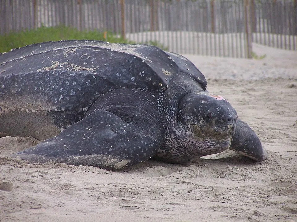 Dermochelys coriacea leatherback turtle