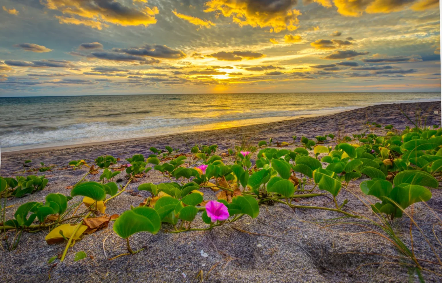 Treasure Coast of Florida: Things to Do, News, & Events - Image 14 (June 5, 2026)
