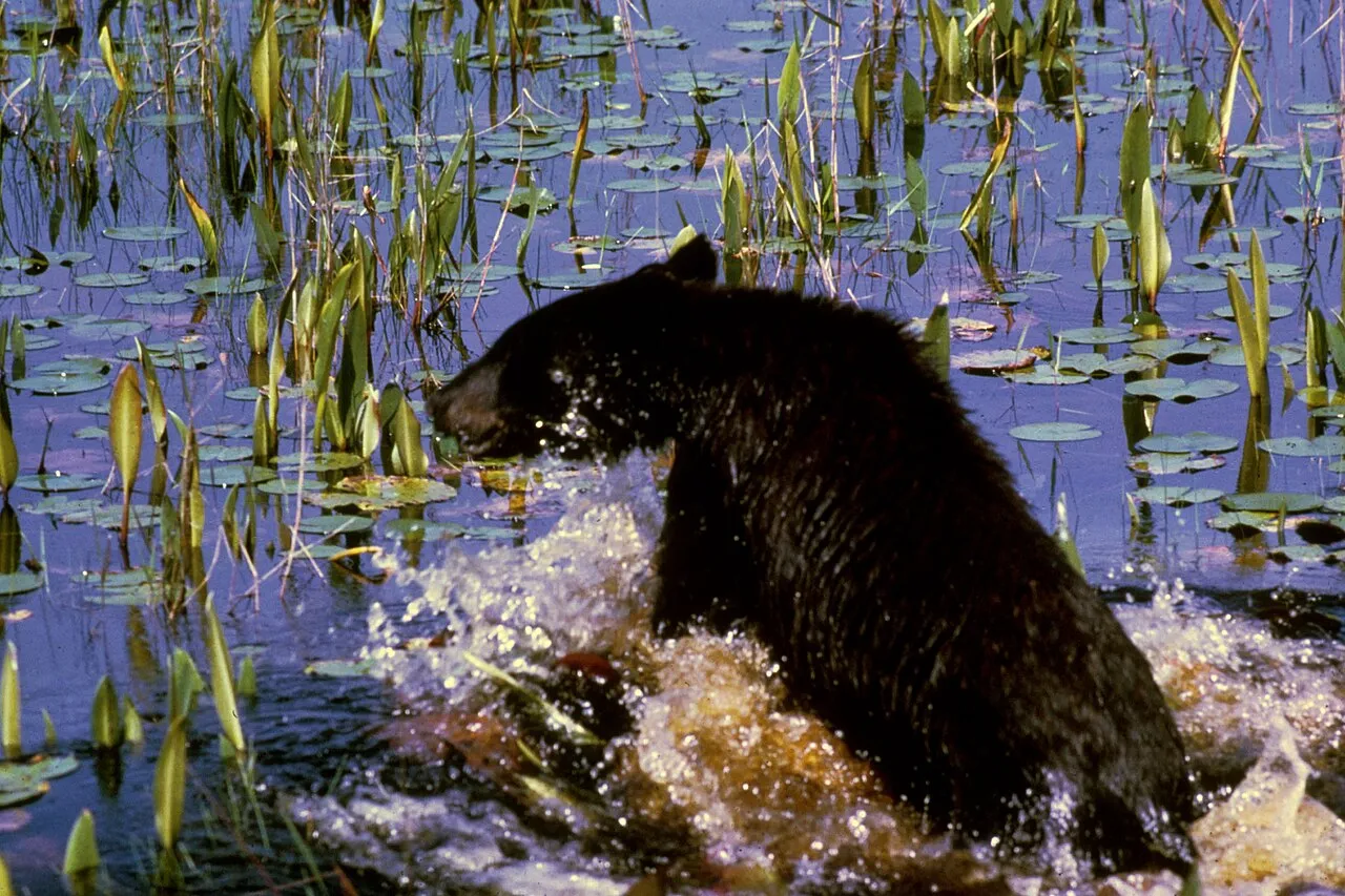 Black Bear Filmed Swiming in Port St. Lucie Neighborhood - Image 01 (June 17, 2026)