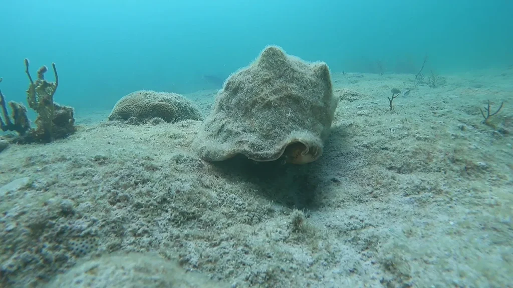 queen conch
