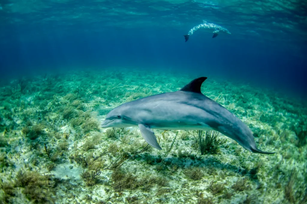 bottlenose dolphin