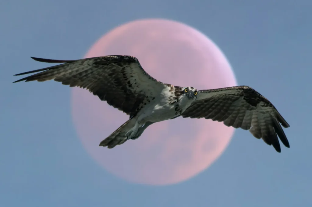 osprey
