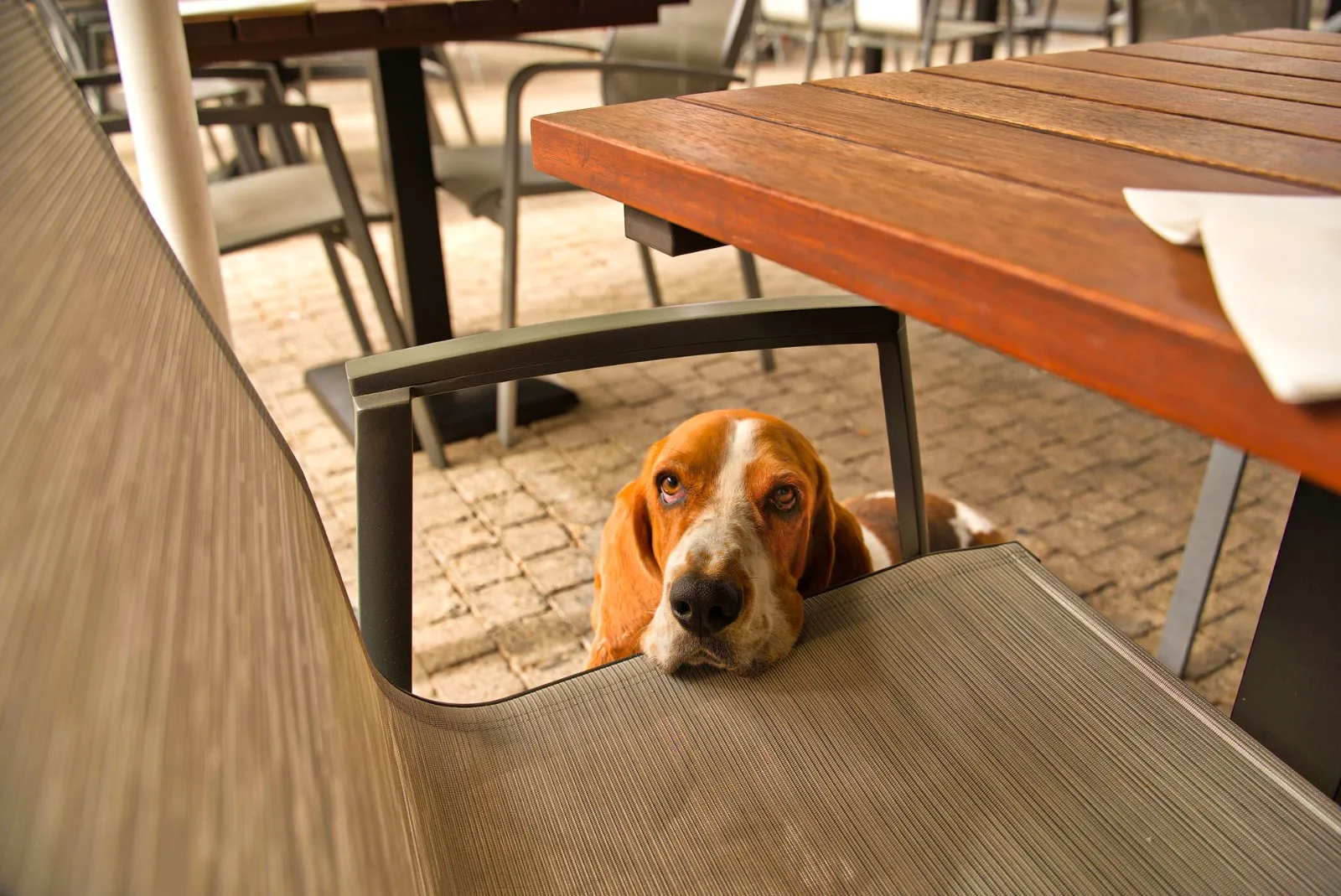 Dog Friendly Restaurants Stuart FL: The Ultimate Local Guide - Image 01 (July 1, 2026)