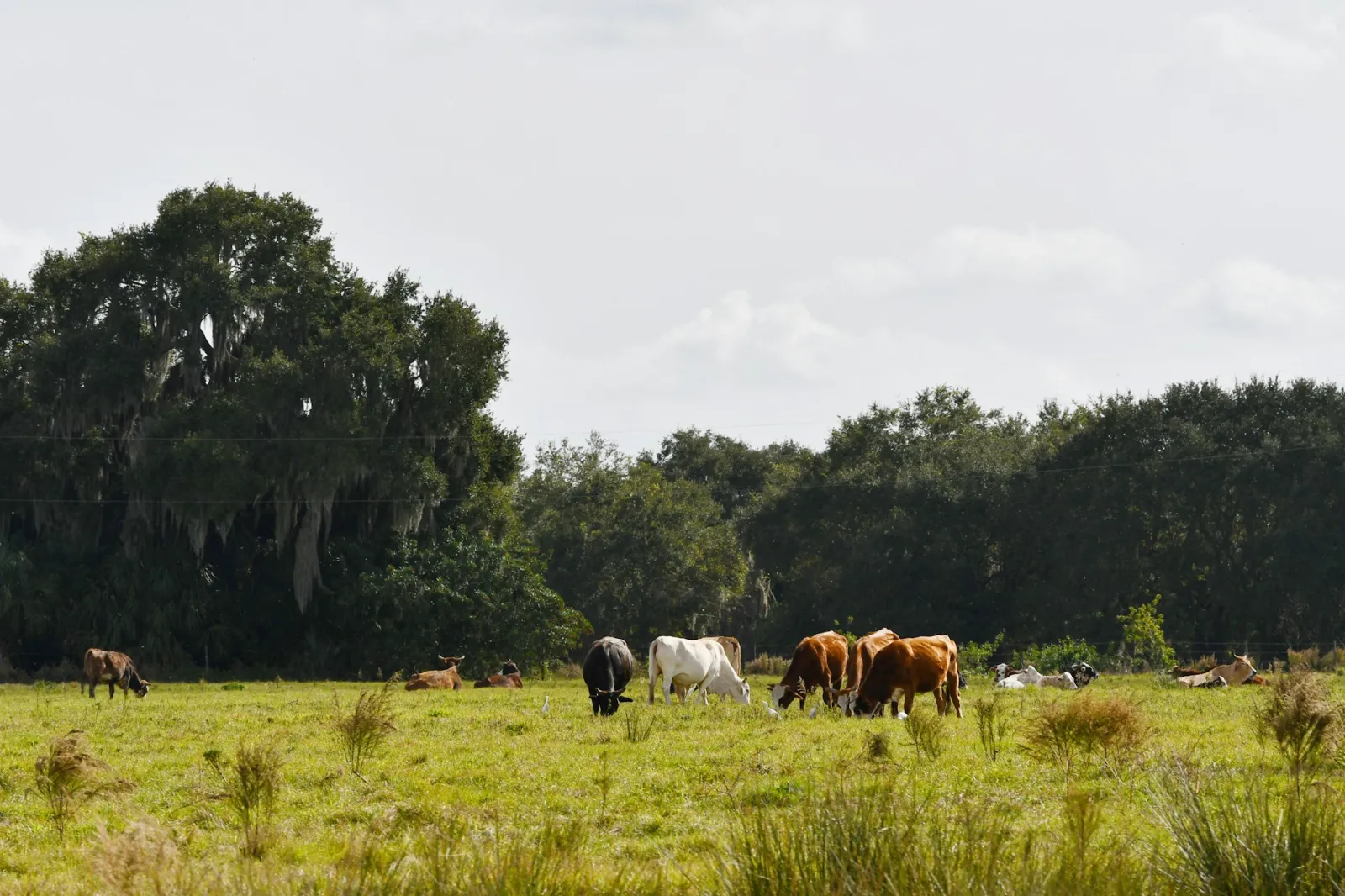 florida farm land cattle