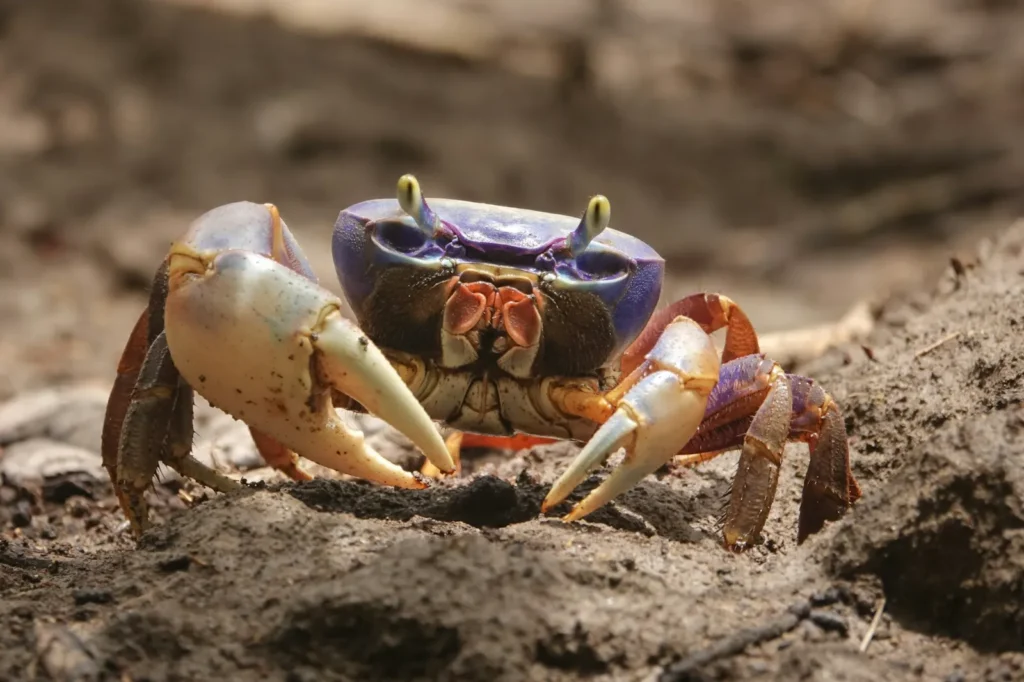 blue land crab