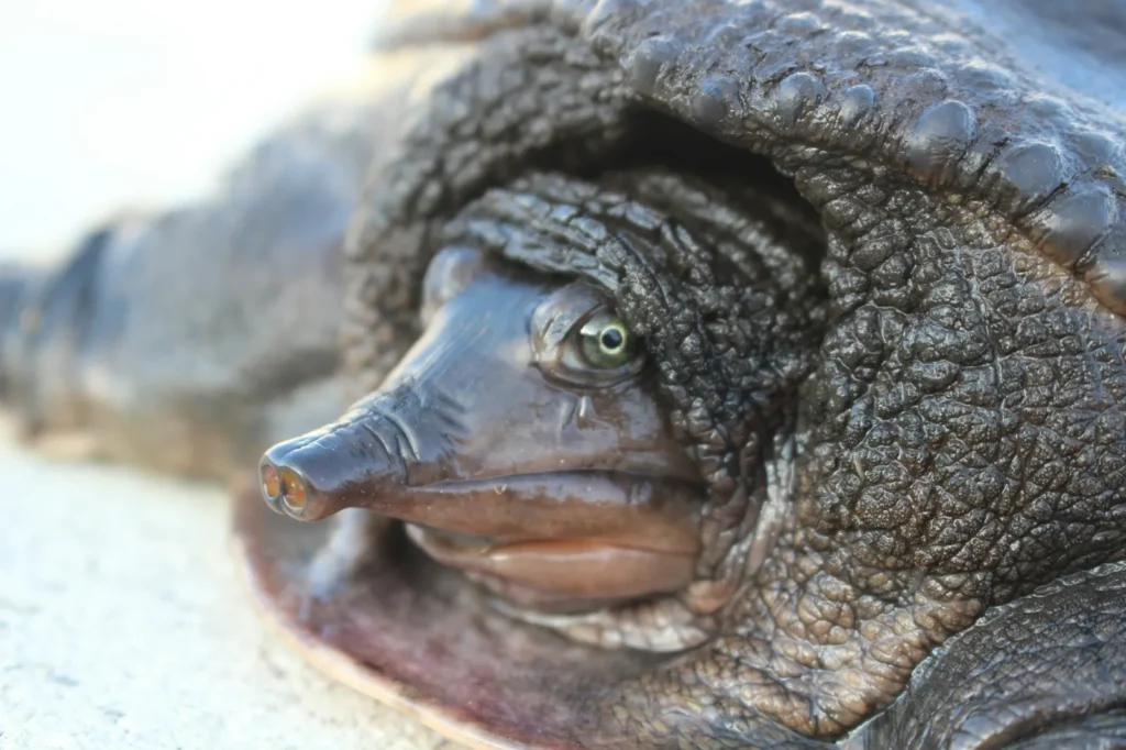 softshell turtle