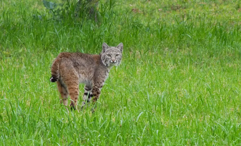 bobcat field