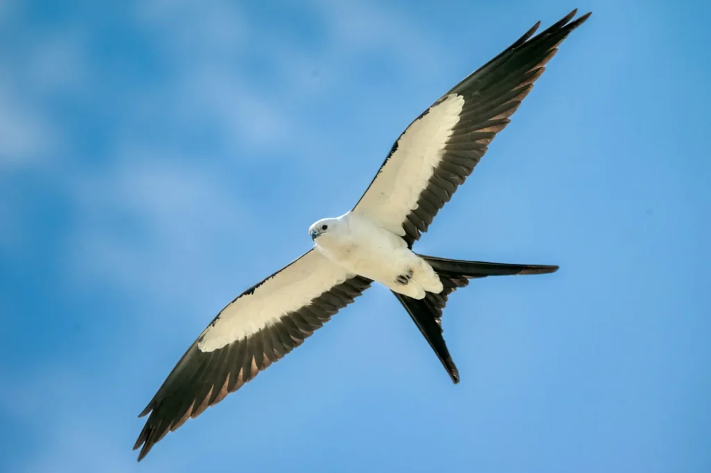 swallow tail kite