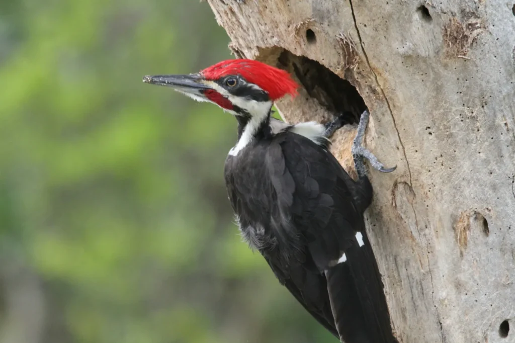 pileated woodpecker