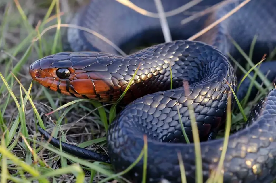 eastern indigo snake