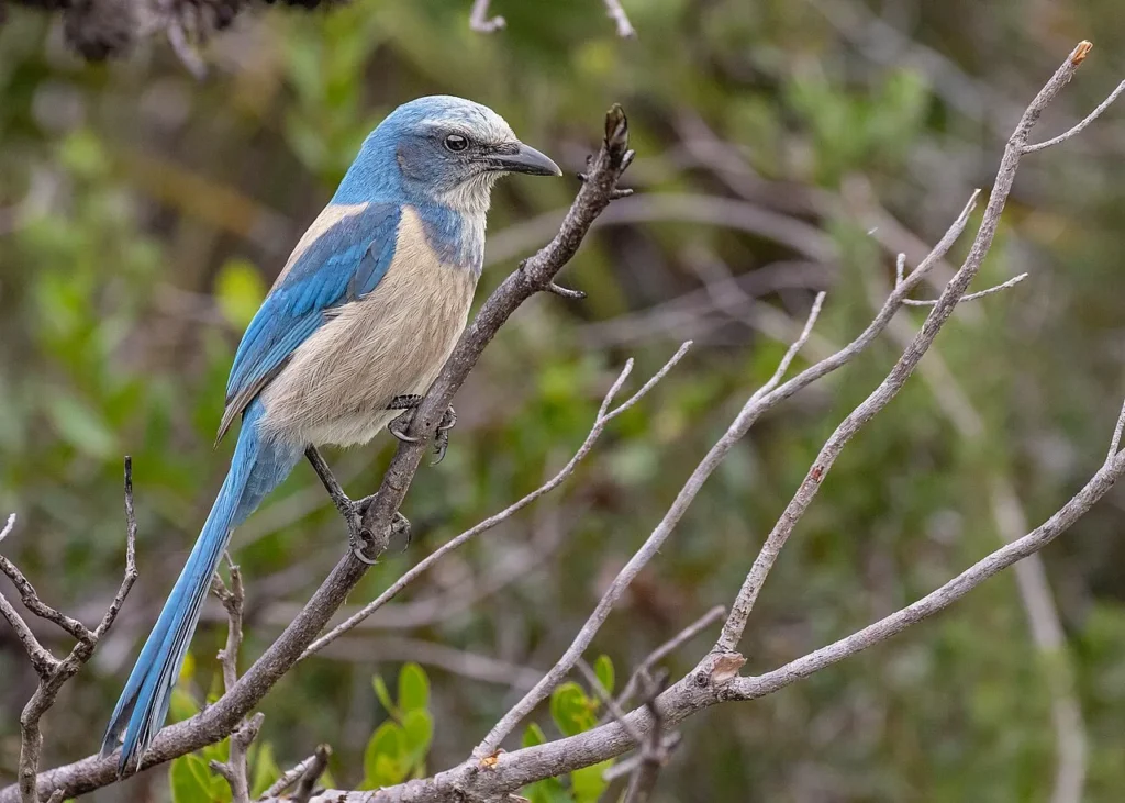 florida scrub jay bird