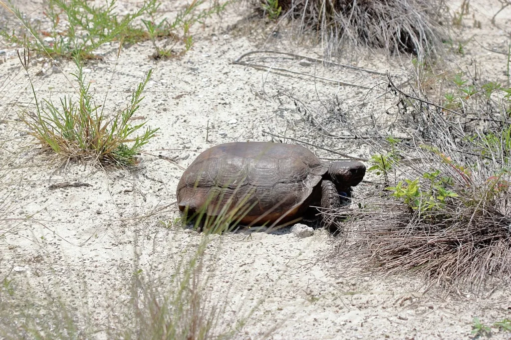 gopher tortoise habitat