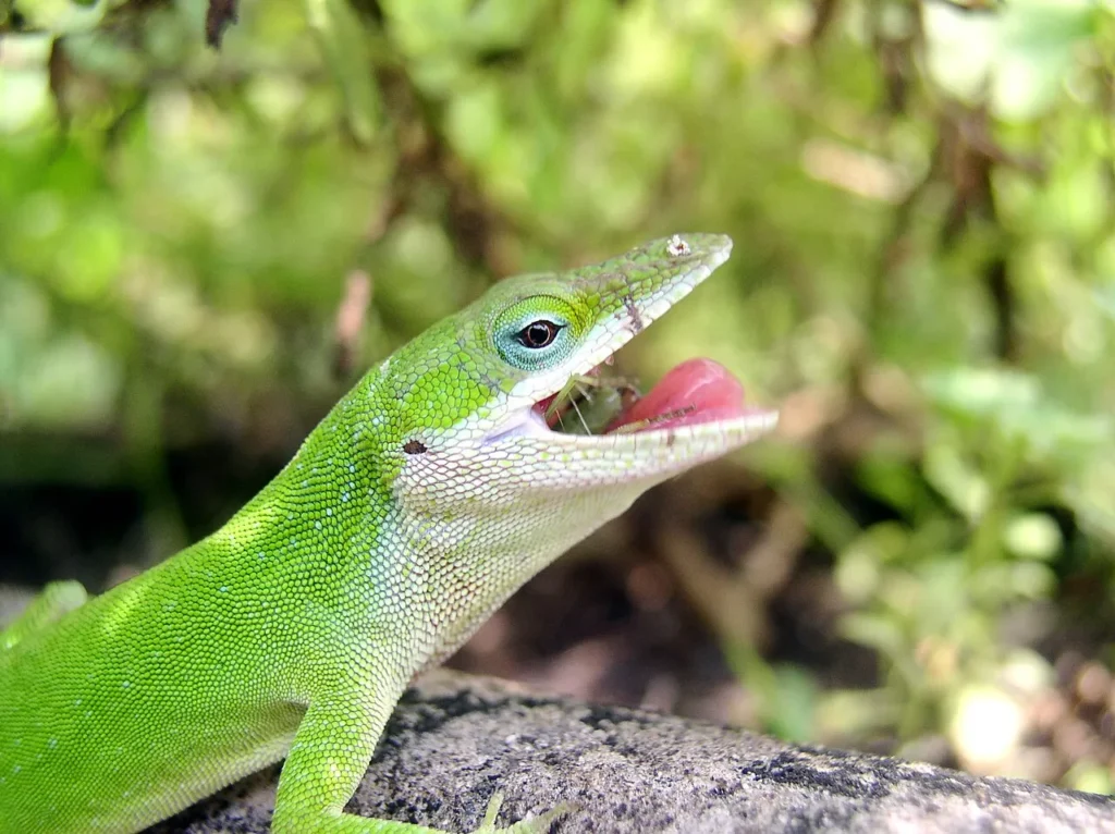 green anole eating