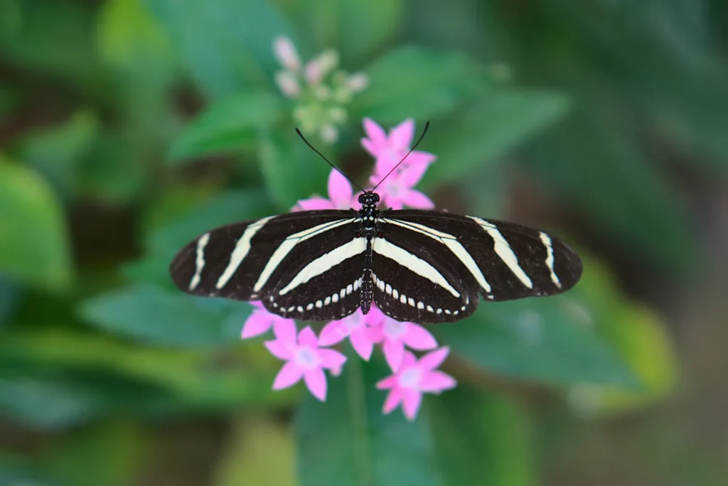 Zebra Longwing Butterfly