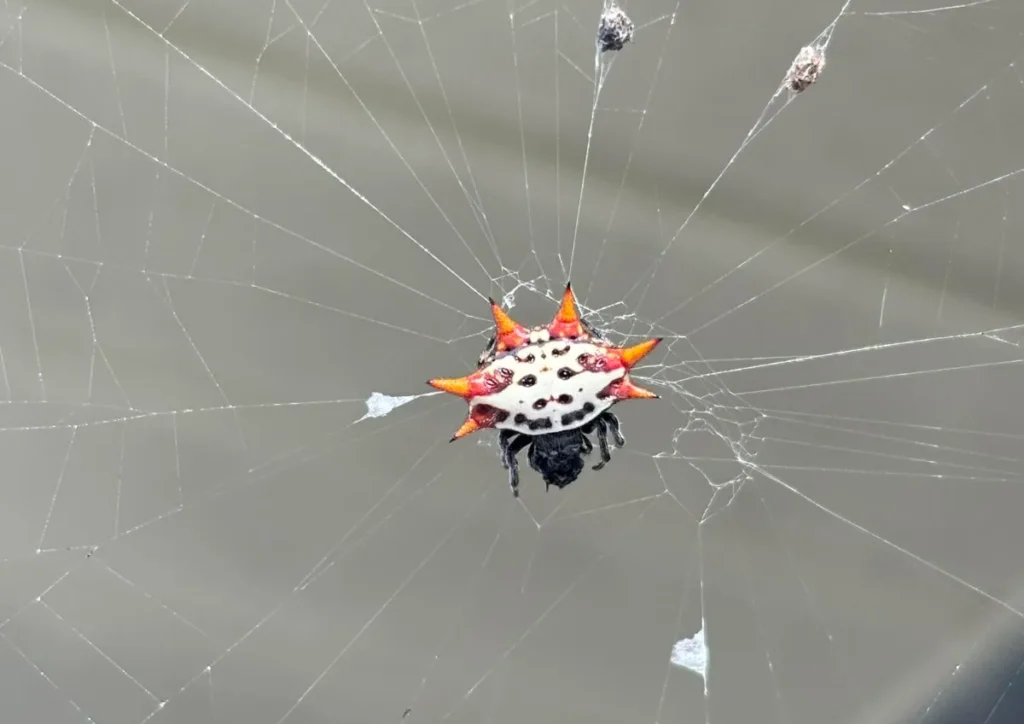 spiny backed orb weaver spider