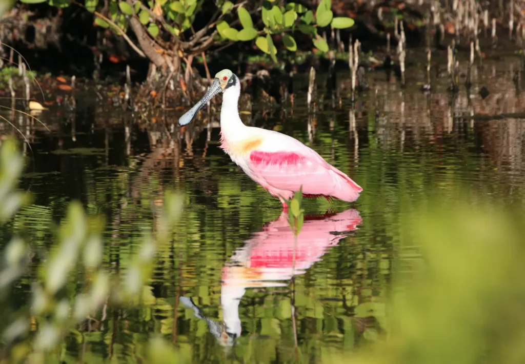 roseate spoonbill