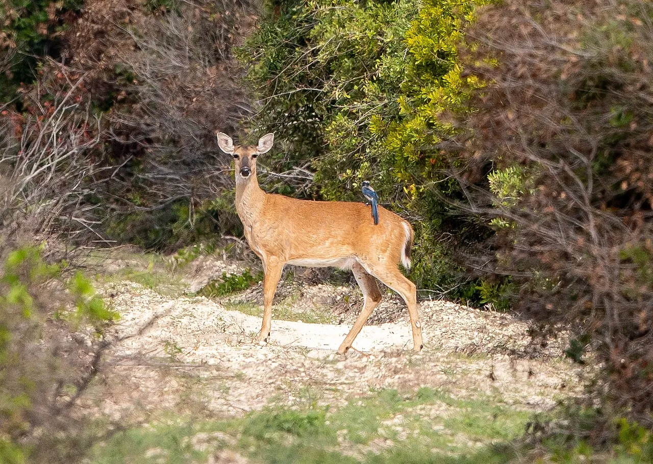 Treasure Coast Wildlife