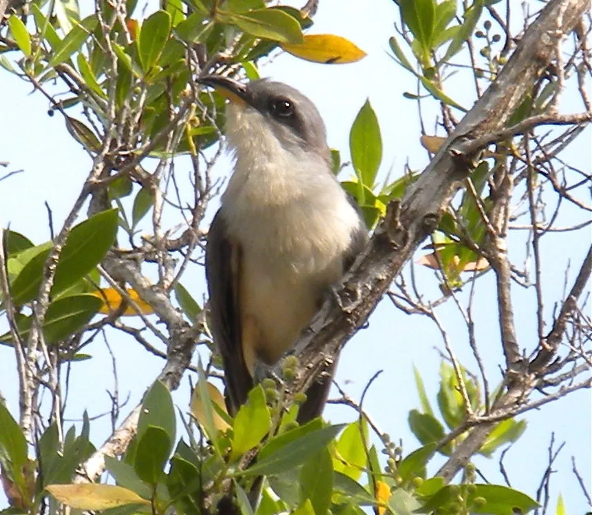 mangrove cuckoo