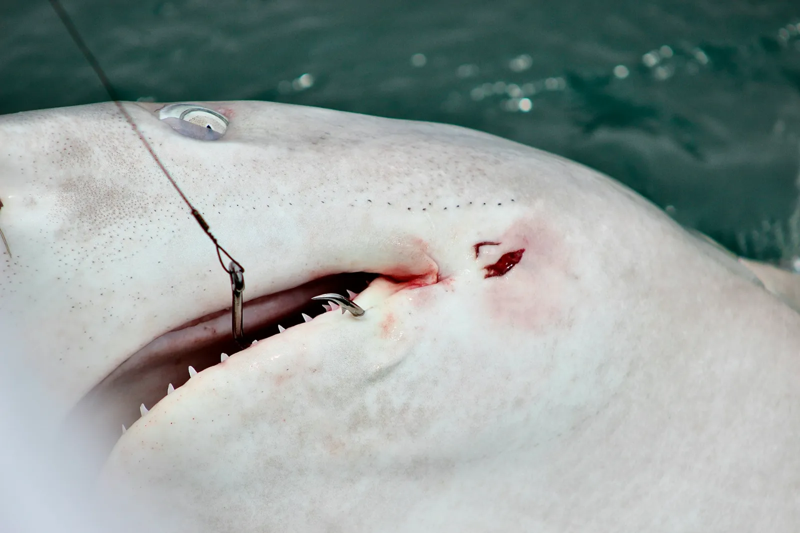 Martin County Considers Amending Shark Fishing Rules to Align with State Regulations - Image 02 (August 5, 2026)
