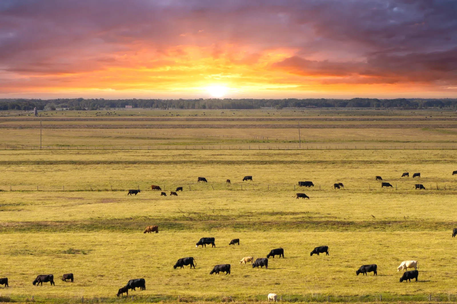 New Florida Senate Bill Could Allow Homes & Businesses to be Built on Agricultural Land - Image 01 (August 19, 2026)