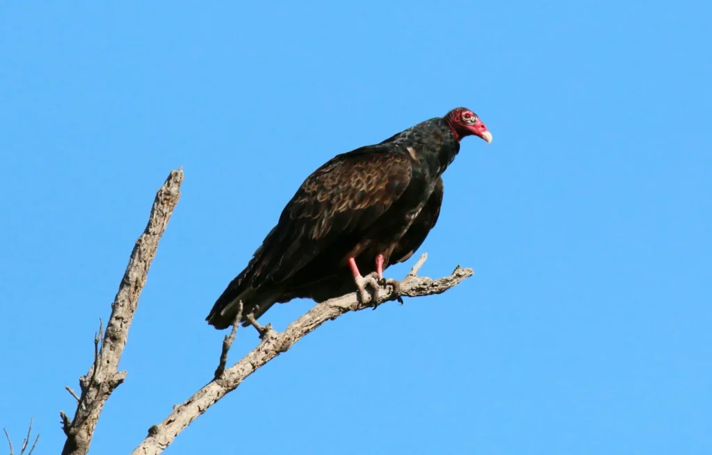 vulture in florida