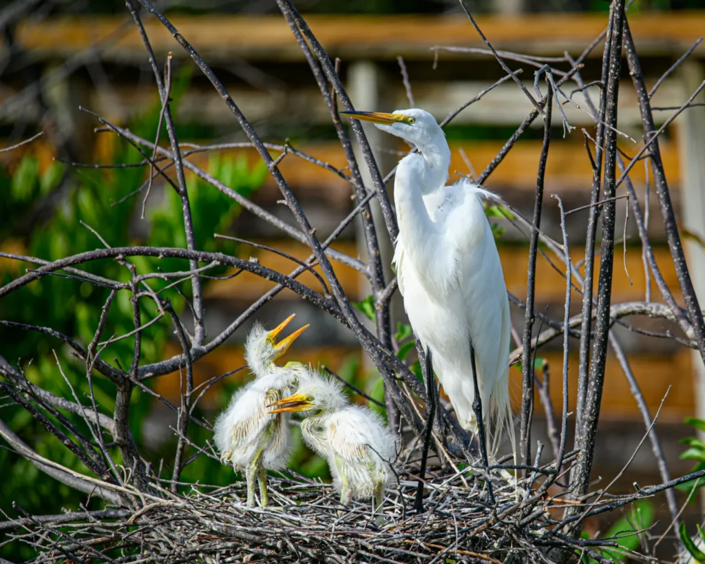 great white heron birds nest fledgling